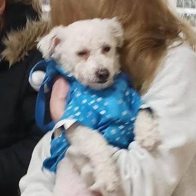 Enlarge Charlie, an adopted mixed breed in Barrington Hills, IL image 2/4