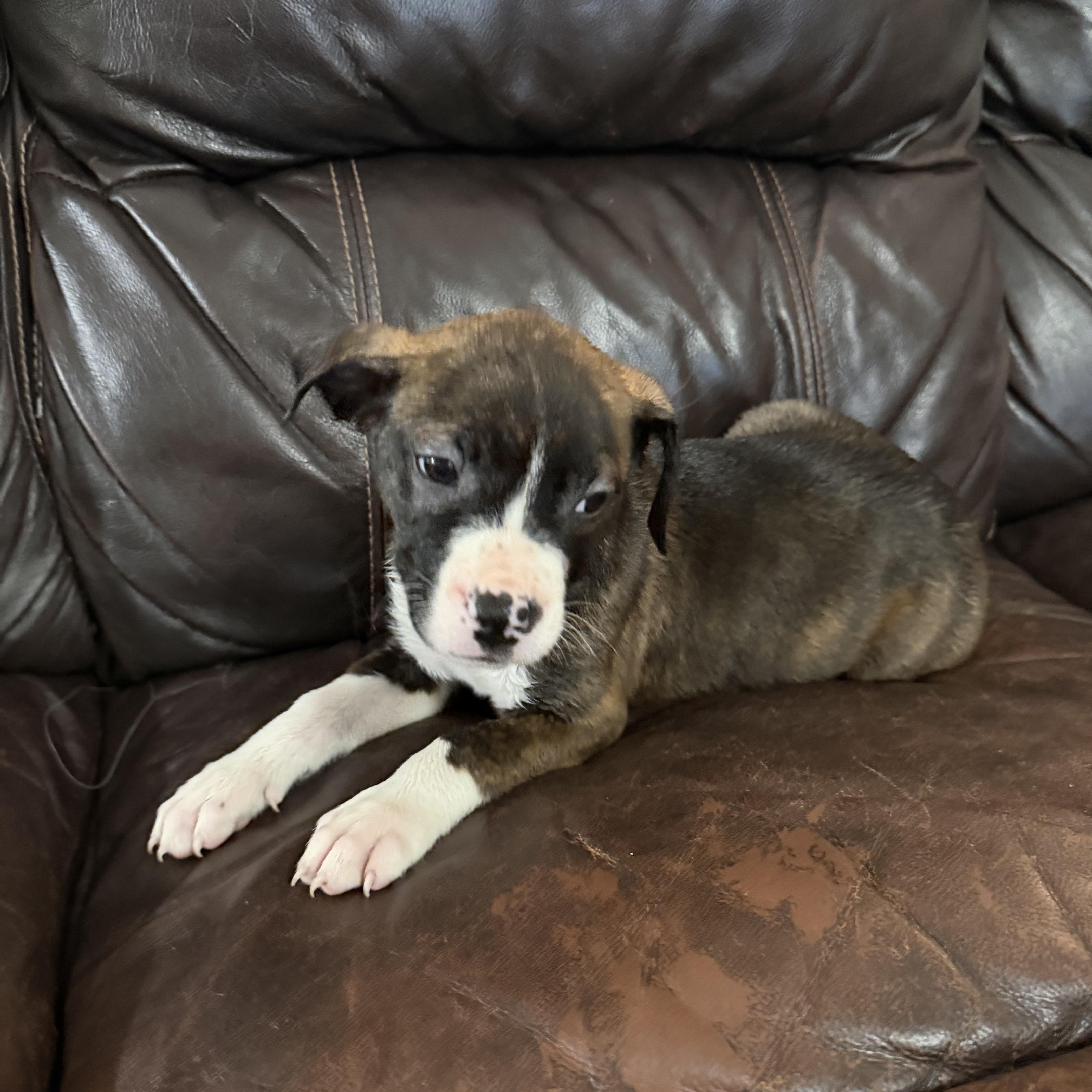 Pepper, ADOPTABLE, Puppy Female Boxer.