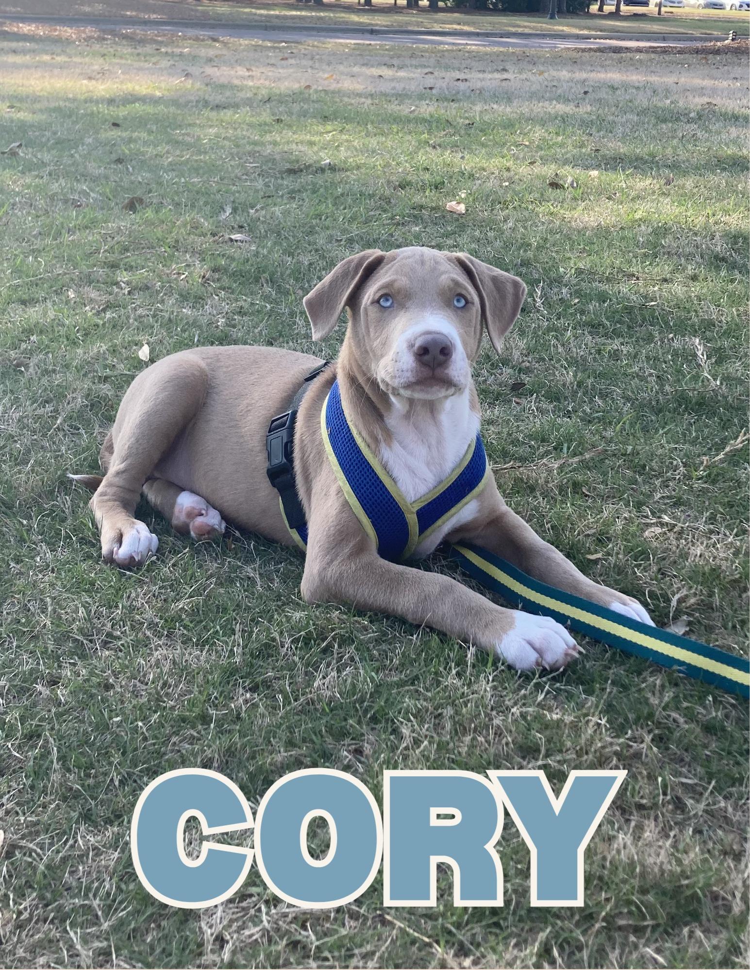Enlarge Cory, an adopted mixed breed in Shalimar, FL image 1/1