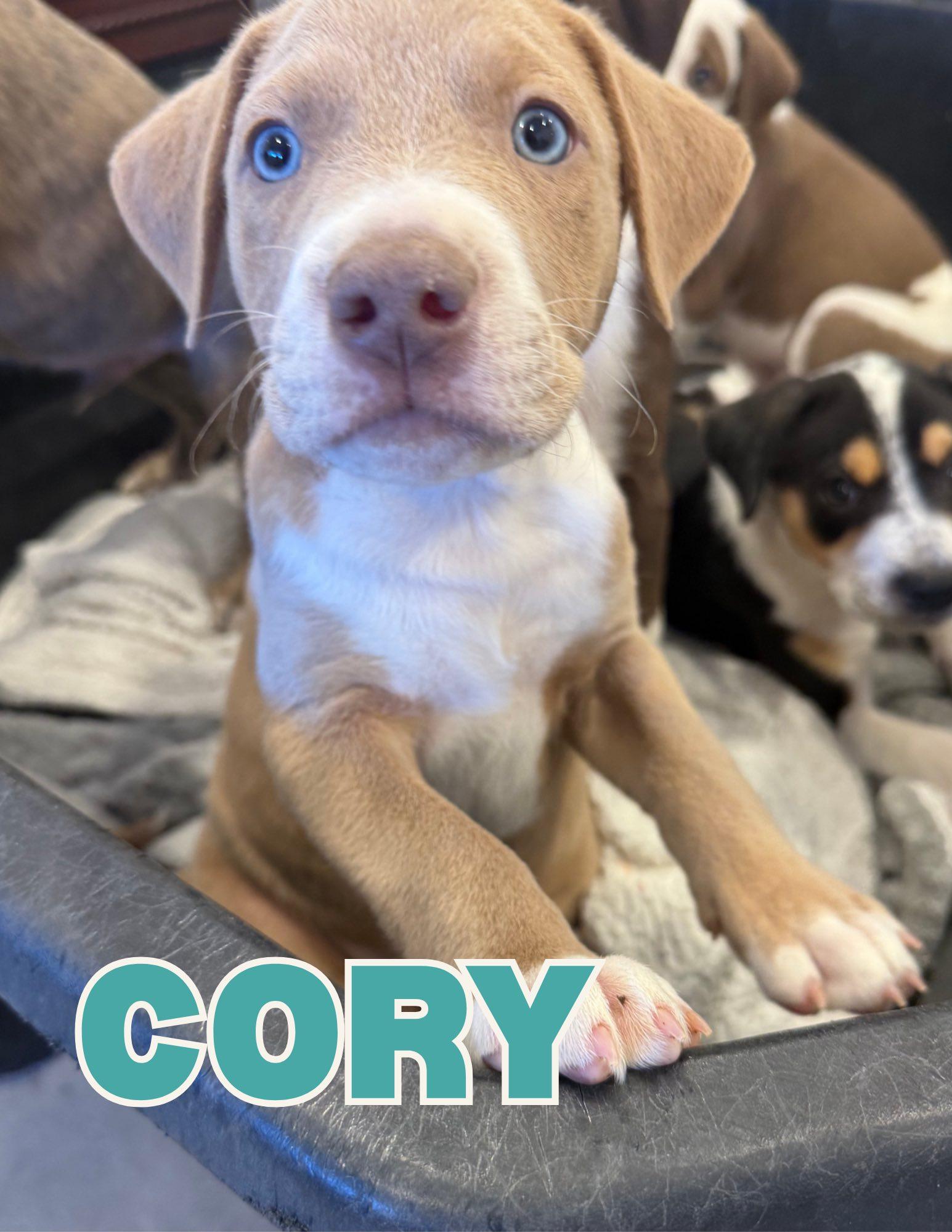 Enlarge Cory, a ADOPTABLE mixed breed in Shalimar, FL image 1/1