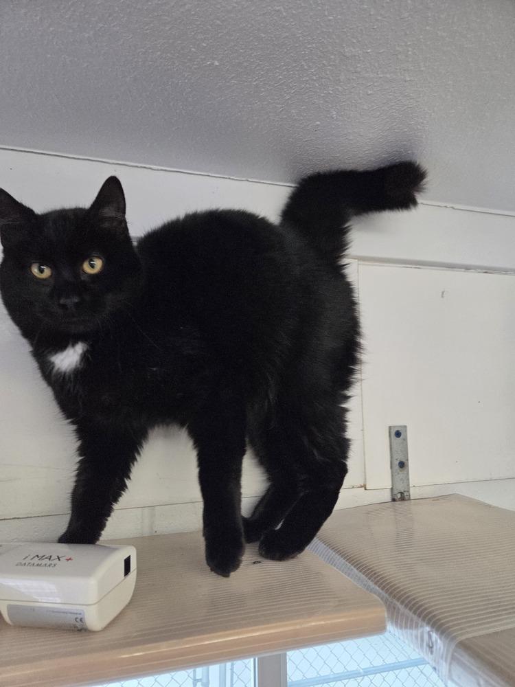 Raven, Adoptable, Young Female Domestic Medium Hair.