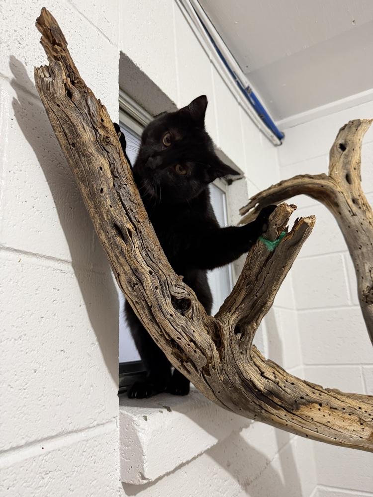 Enlarge Raven, a Adoptable Domestic Medium Hair in Salmon, ID image 2/5