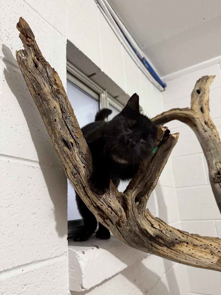 Enlarge Raven, a Adoptable Domestic Medium Hair in Salmon, ID image 3/5