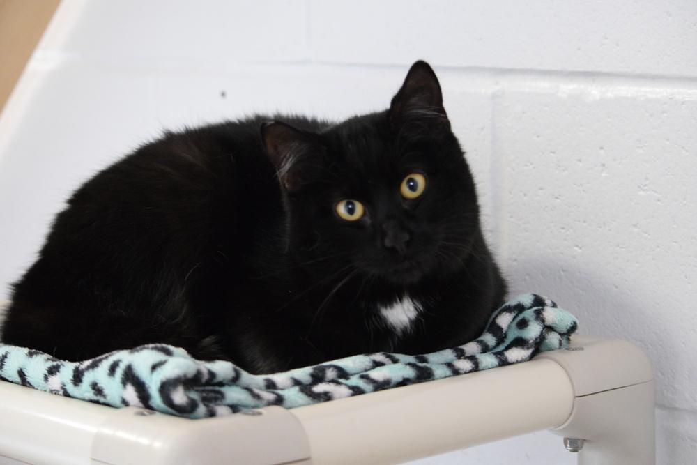 Raven, a Adoptable Domestic Medium Hair in Salmon, ID image 2/3