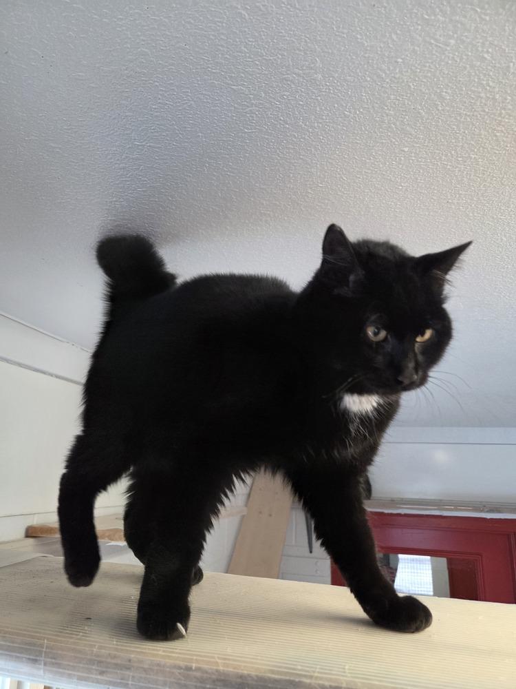 Raven, a Adoptable Domestic Medium Hair in Salmon, ID image 3/3