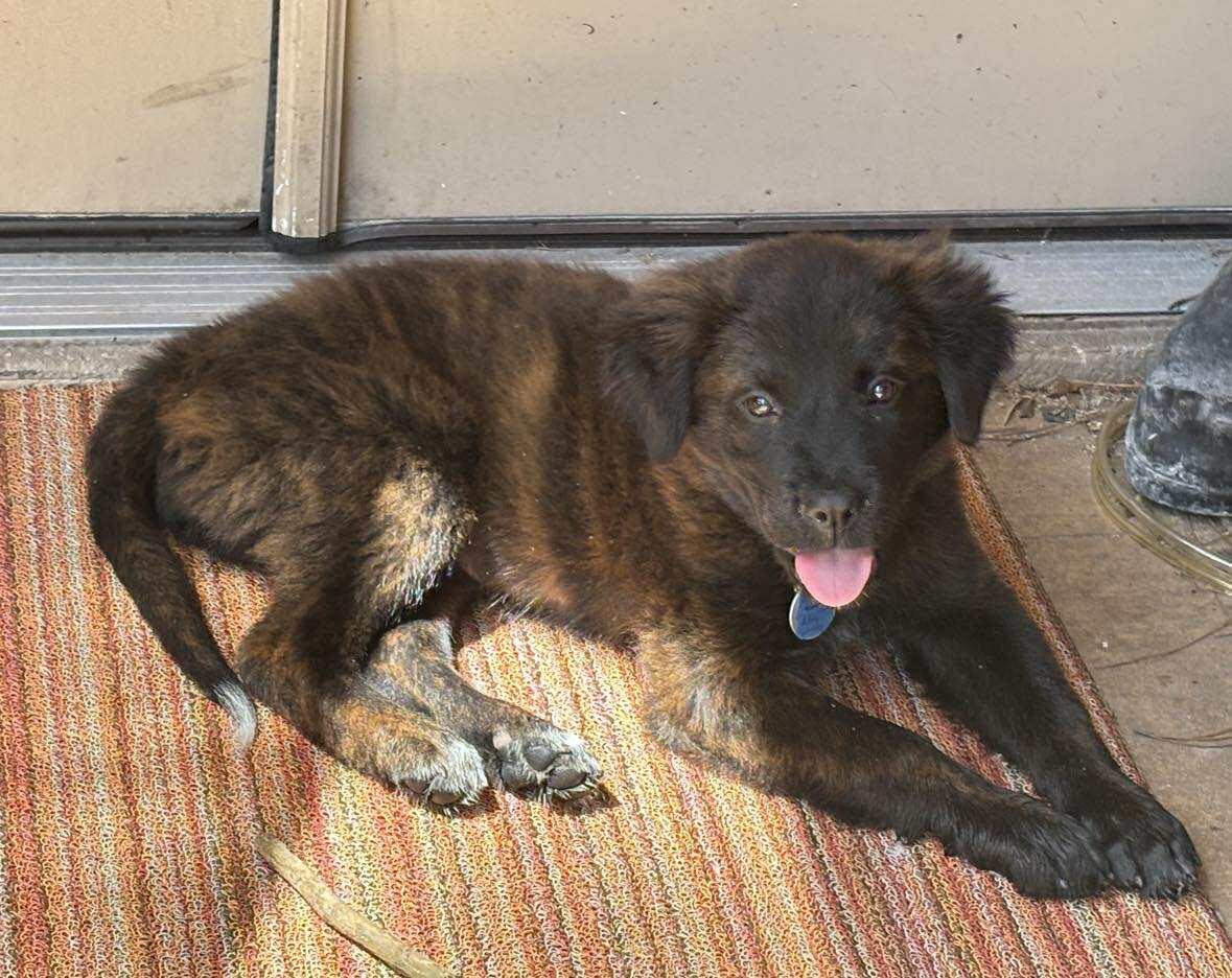 Enlarge Sadie, a Adopted mixed breed in West Warwick, RI image 2/4