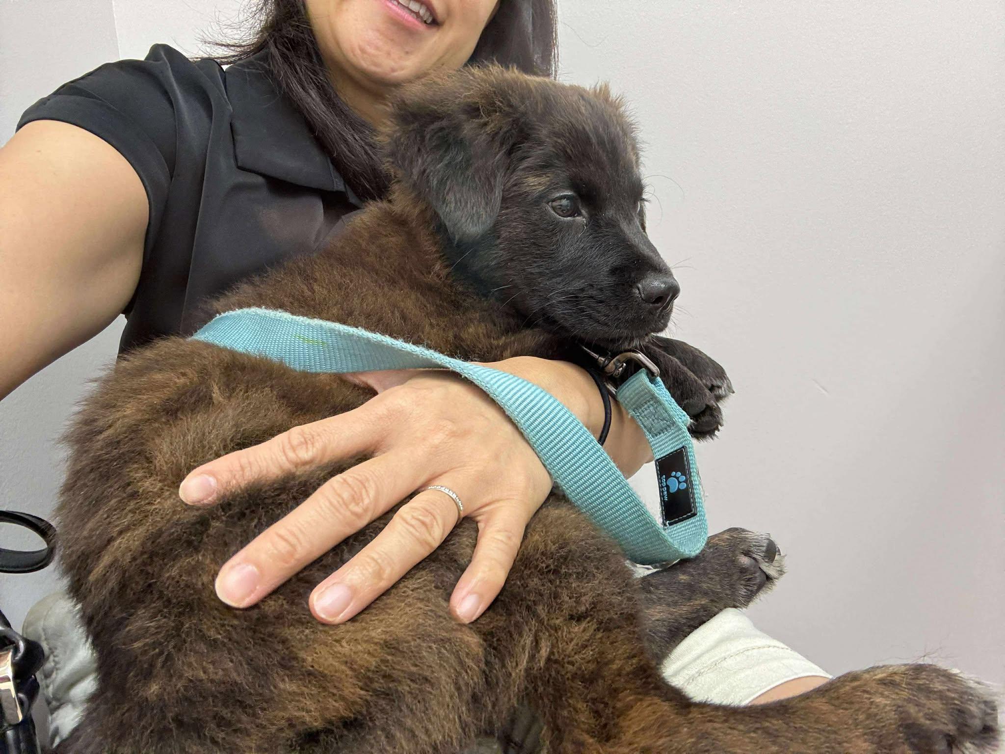 Enlarge Sadie, a Adopted mixed breed in West Warwick, RI image 3/4