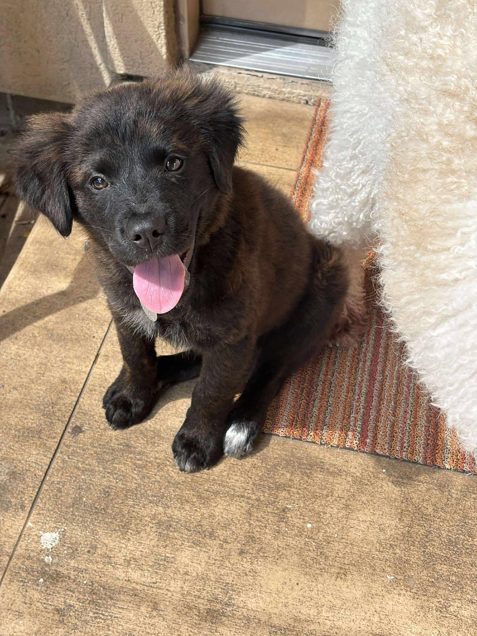 Sadie, Adopted, Puppy Female Labrador Retriever & Newfoundland Dog.