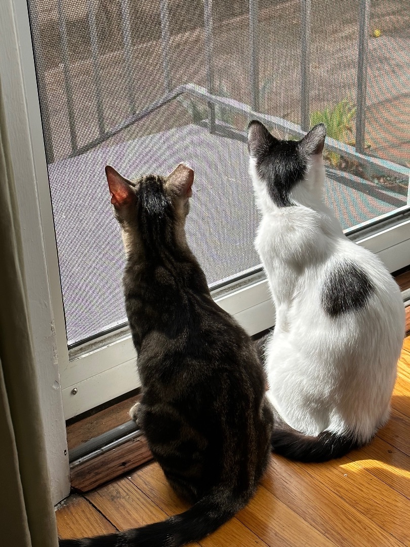 Ruben & Jolly (Bonded Pair)