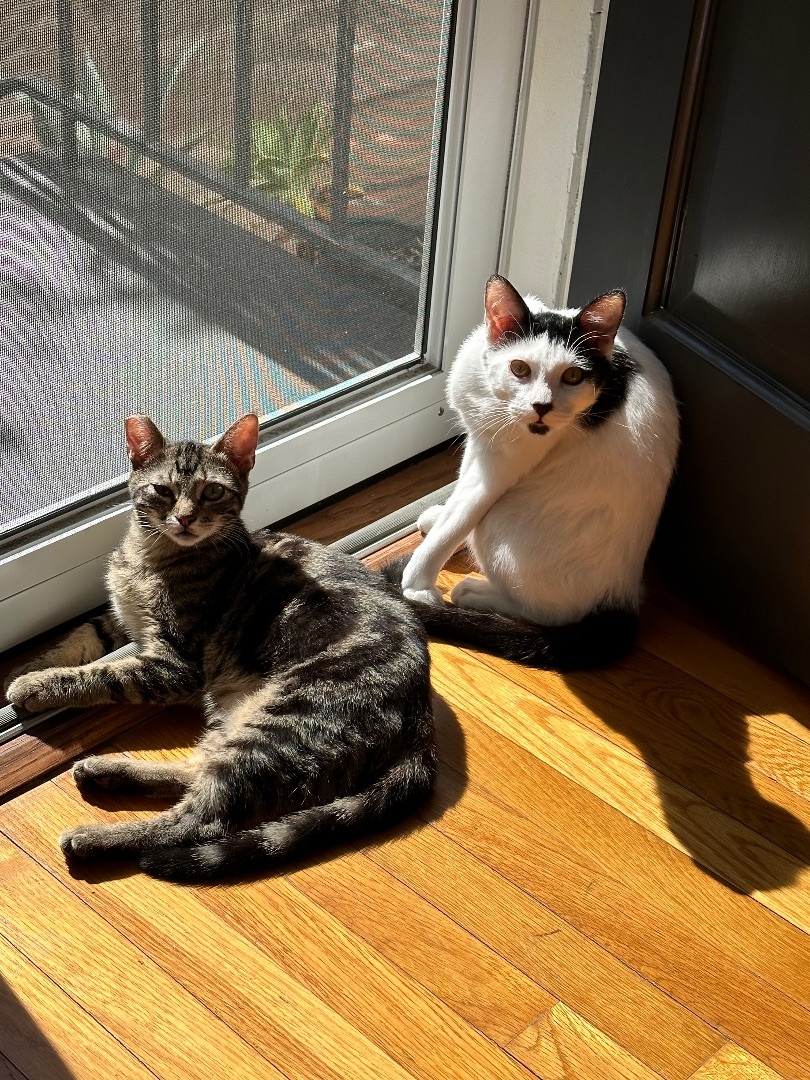 Enlarge Ruben & Jolly (Bonded Pair), a Adoptable Domestic Short Hair in Los Angeles, CA image 1/5