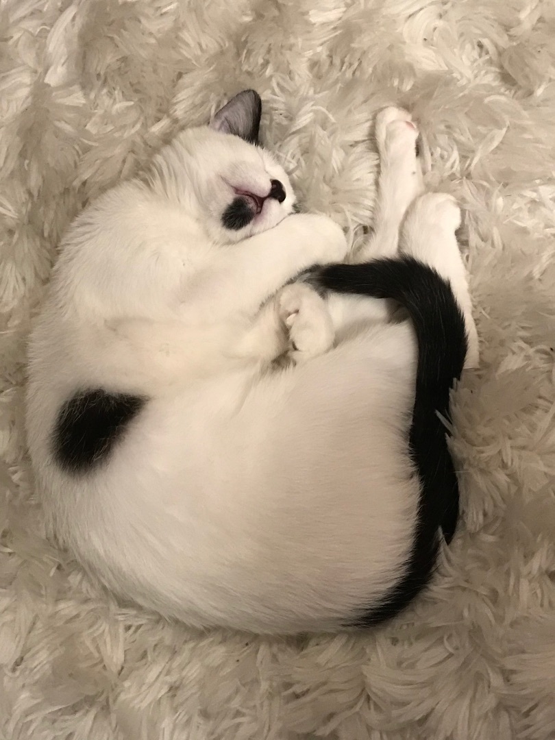 Ruben & Jolly (Bonded Pair)