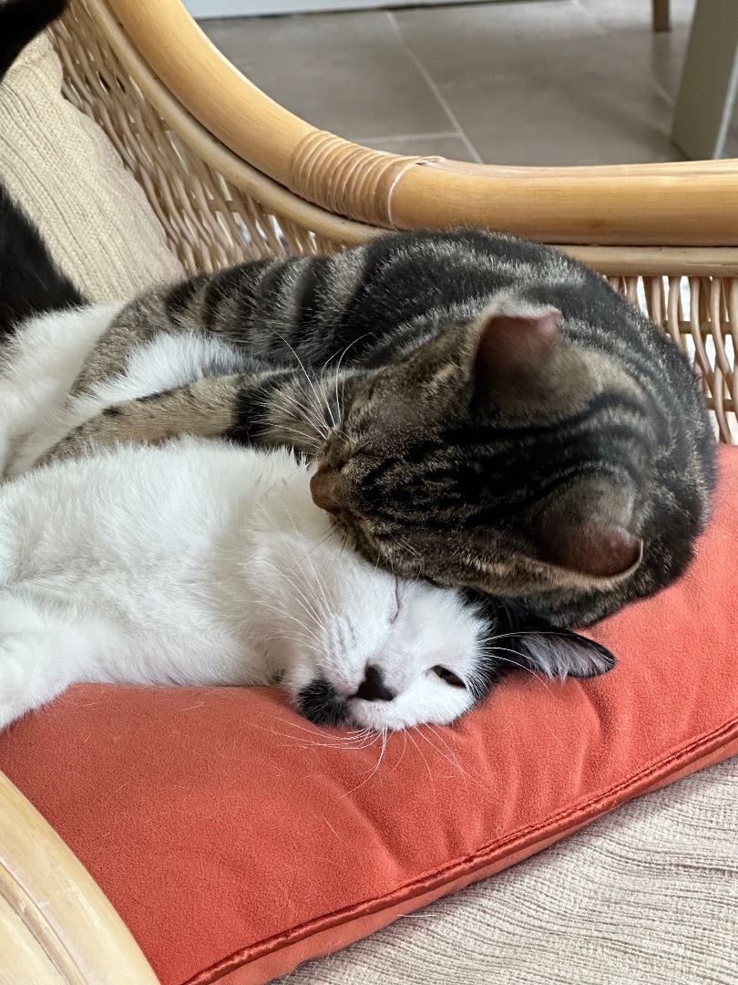 Enlarge Ruben & Jolly (Bonded Pair), a Adoptable Domestic Short Hair in Los Angeles, CA image 3/5