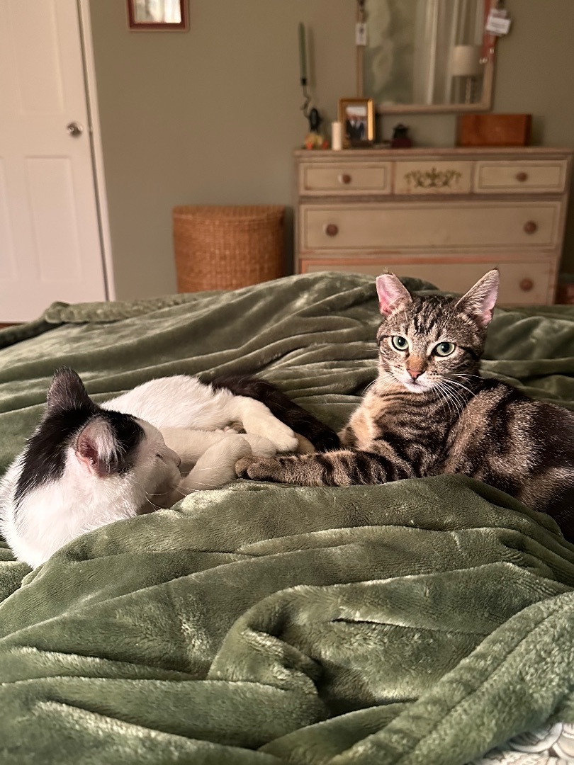 Enlarge Ruben & Jolly (Bonded Pair), a Adoptable Domestic Short Hair in Los Angeles, CA image 4/5