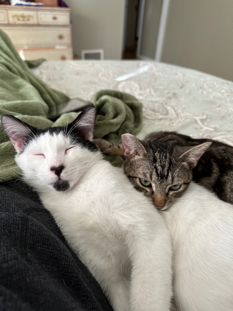 Enlarge Ruben & Jolly (Bonded Pair), a Adoptable Domestic Short Hair in Los Angeles, CA image 5/5