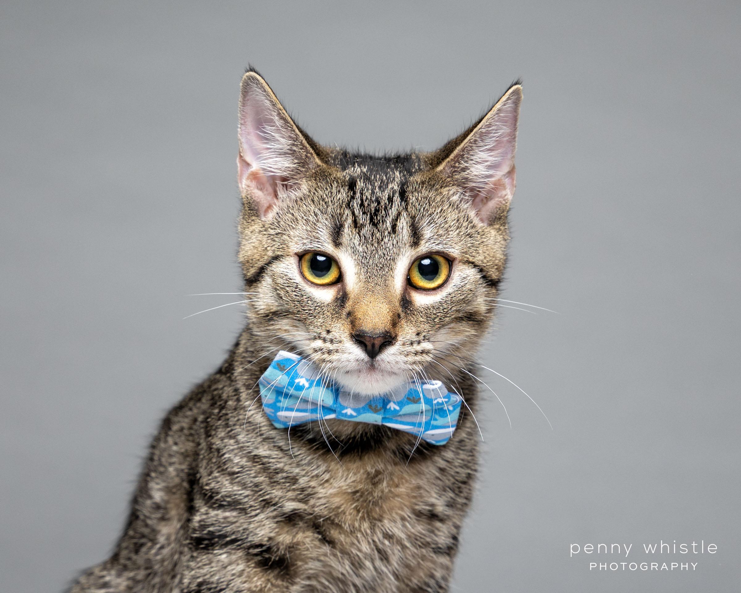 Lil Reg, a Adoptable Domestic Short Hair in Coppell, TX image 2/6