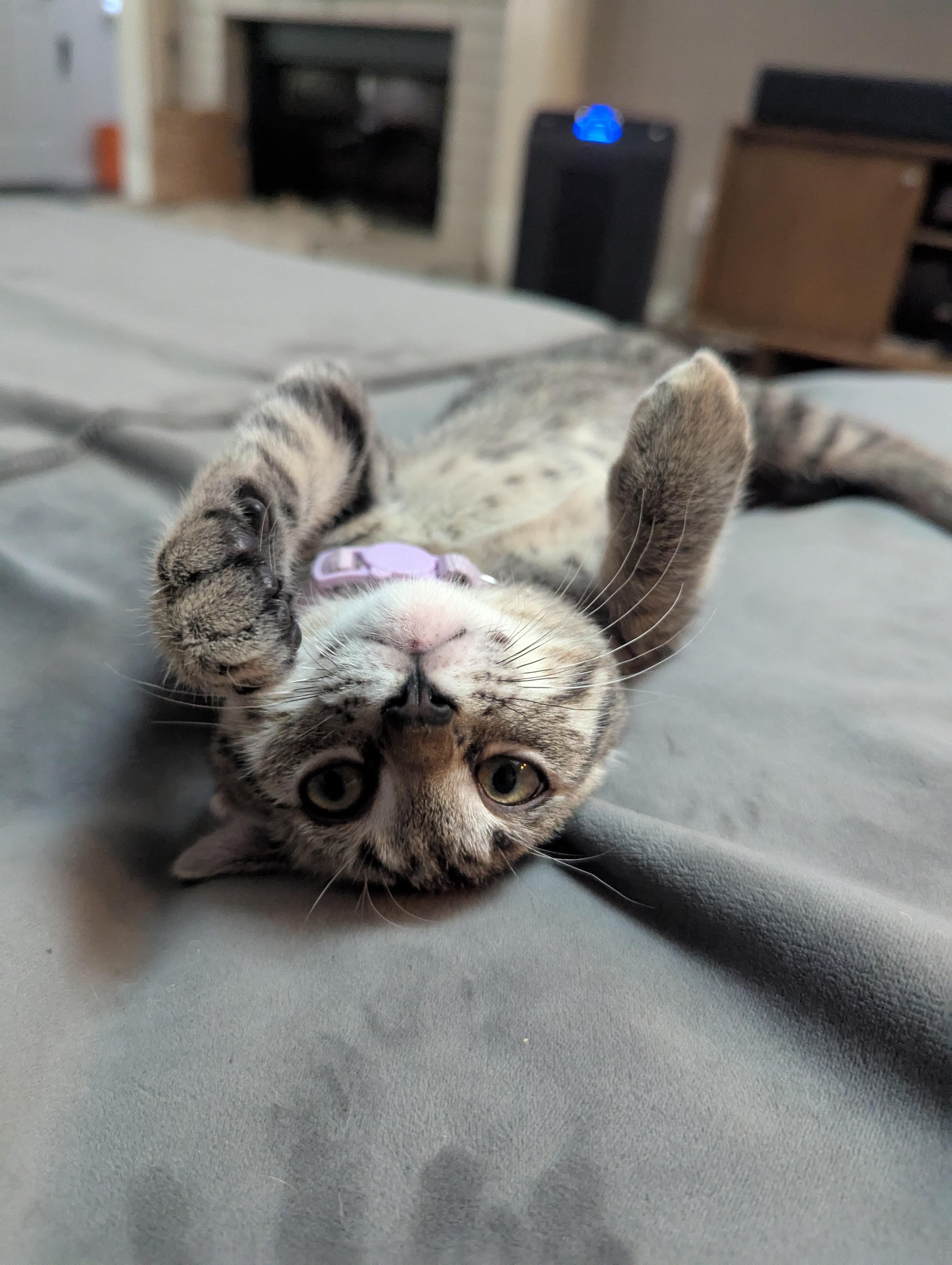 Lil Reg, a Adoptable Domestic Short Hair in Coppell, TX image 3/6