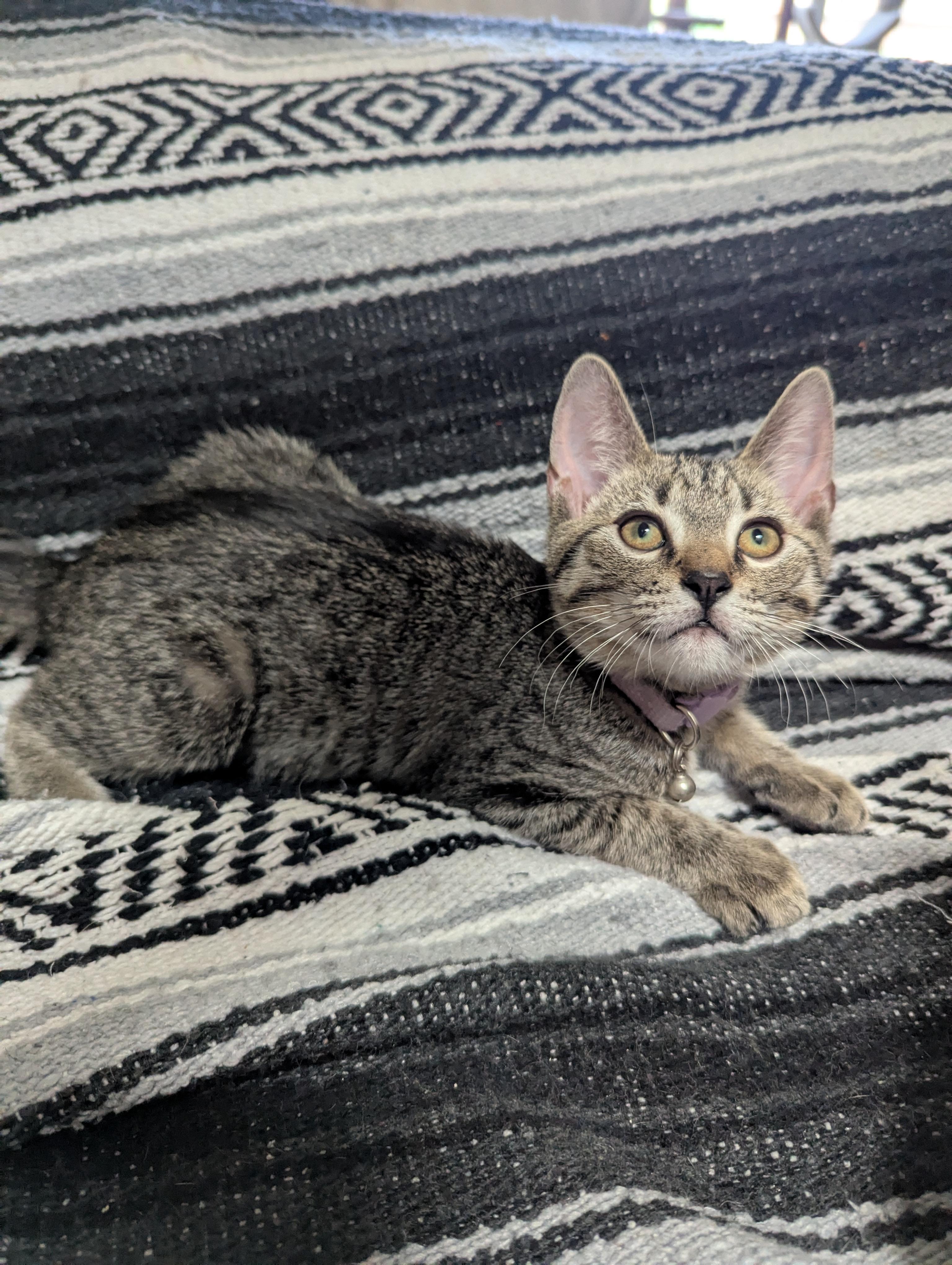 Lil Reg