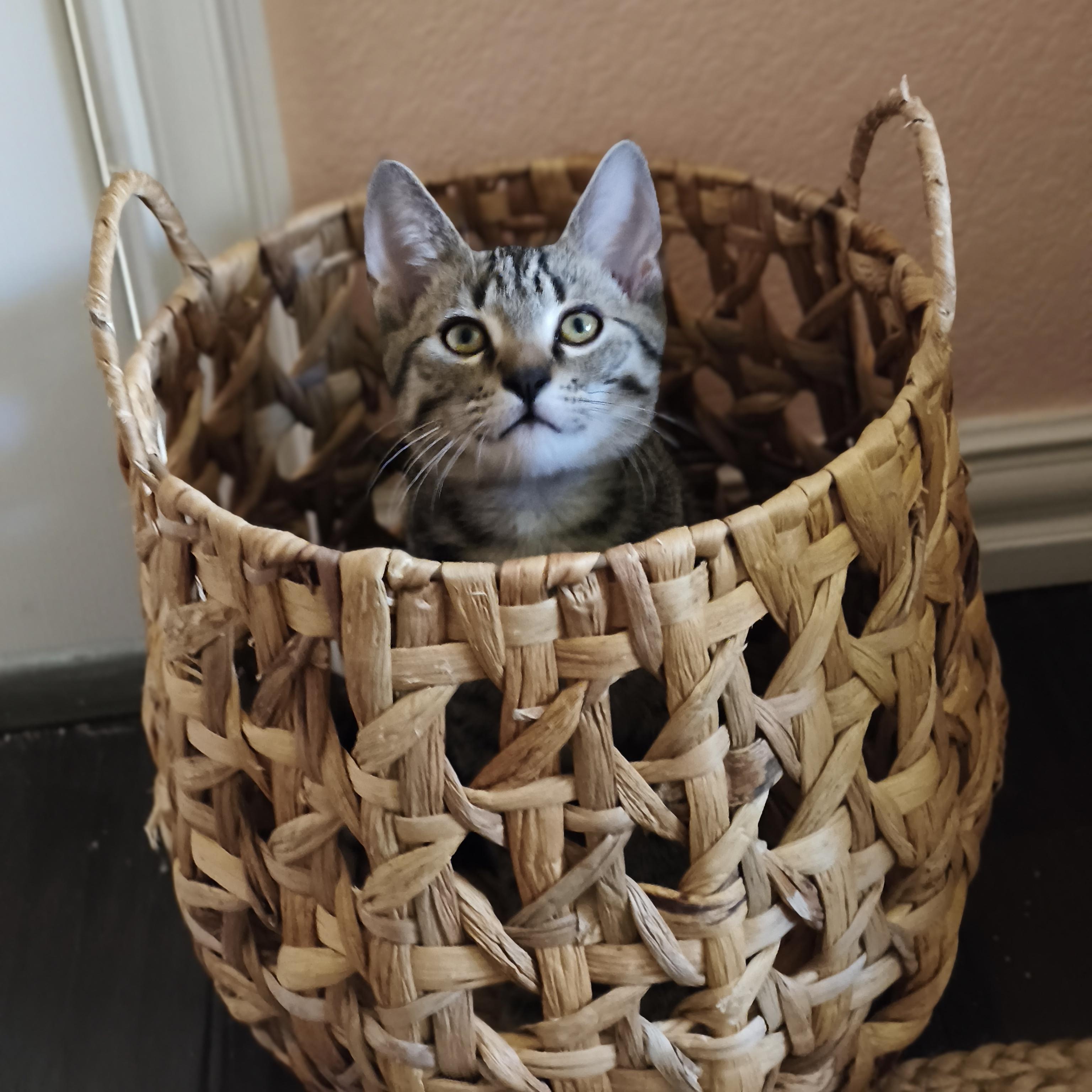 Lil Reg, a Adoptable Domestic Short Hair in Coppell, TX image 6/6