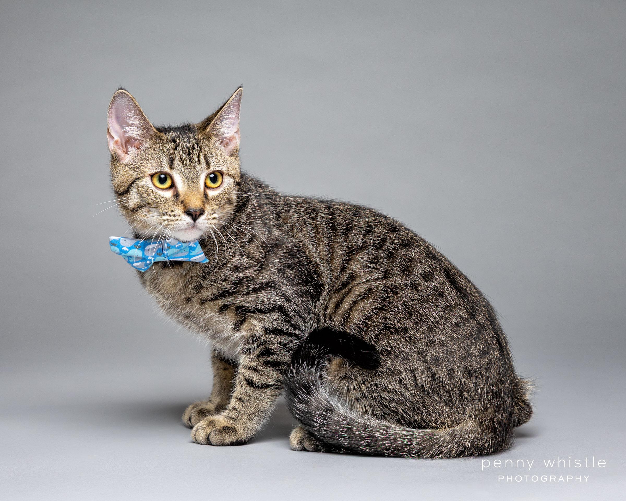 Lil Reg, Adoptable, Young Male Domestic Short Hair.