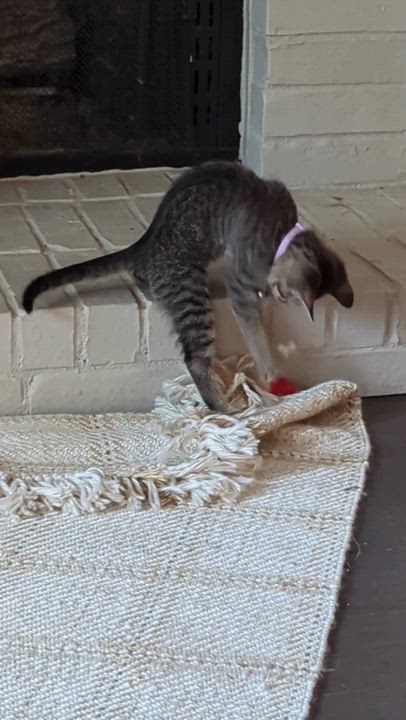 Enlarge Lil Reg, a Adoptable Domestic Short Hair in Coppell, TX video 5/6