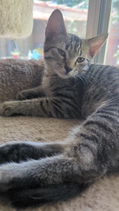 Enlarge Lil Reg, a Adoptable Domestic Short Hair in Coppell, TX video 4/6