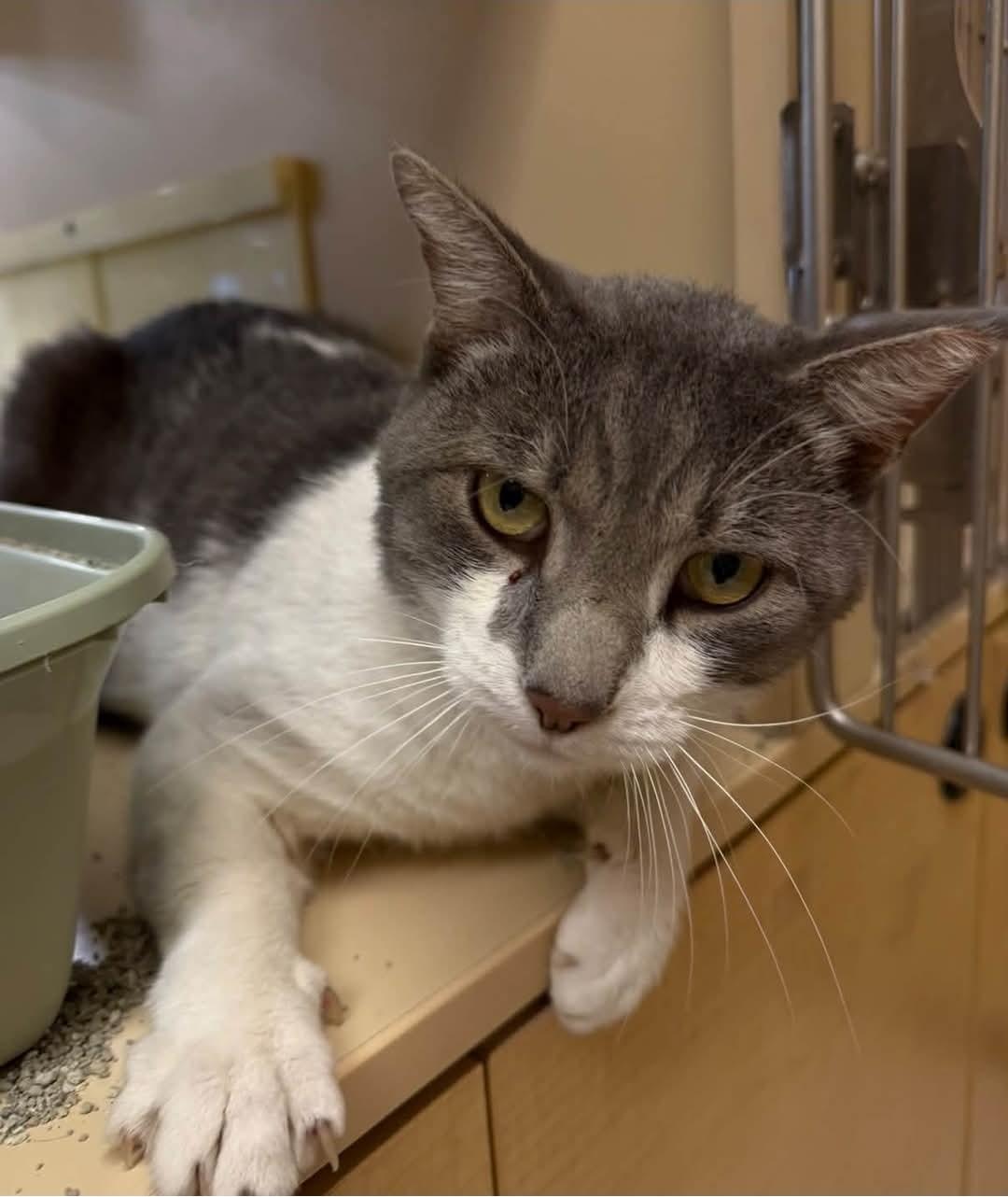 Simba, Adoptable, Adult Male Domestic Short Hair.