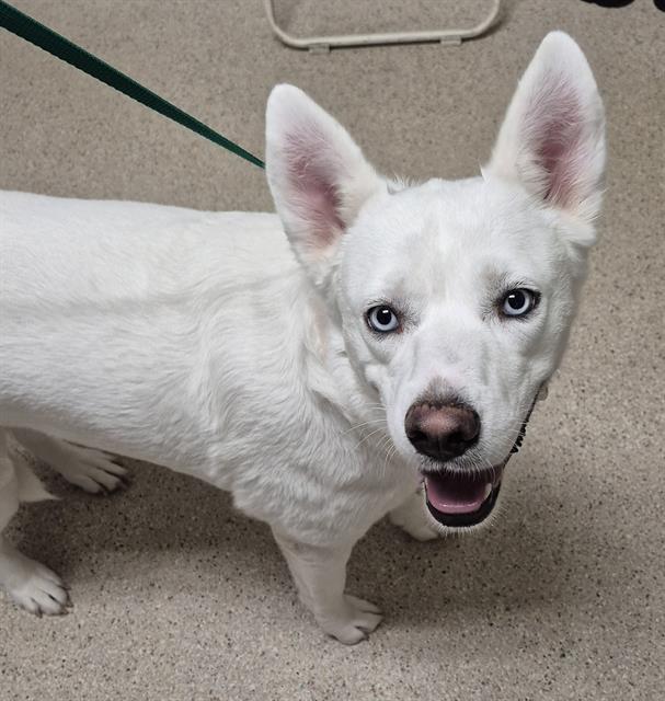 Enlarge ARYA, a Adoptable mixed breed in Bakersfield, CA image 1/1