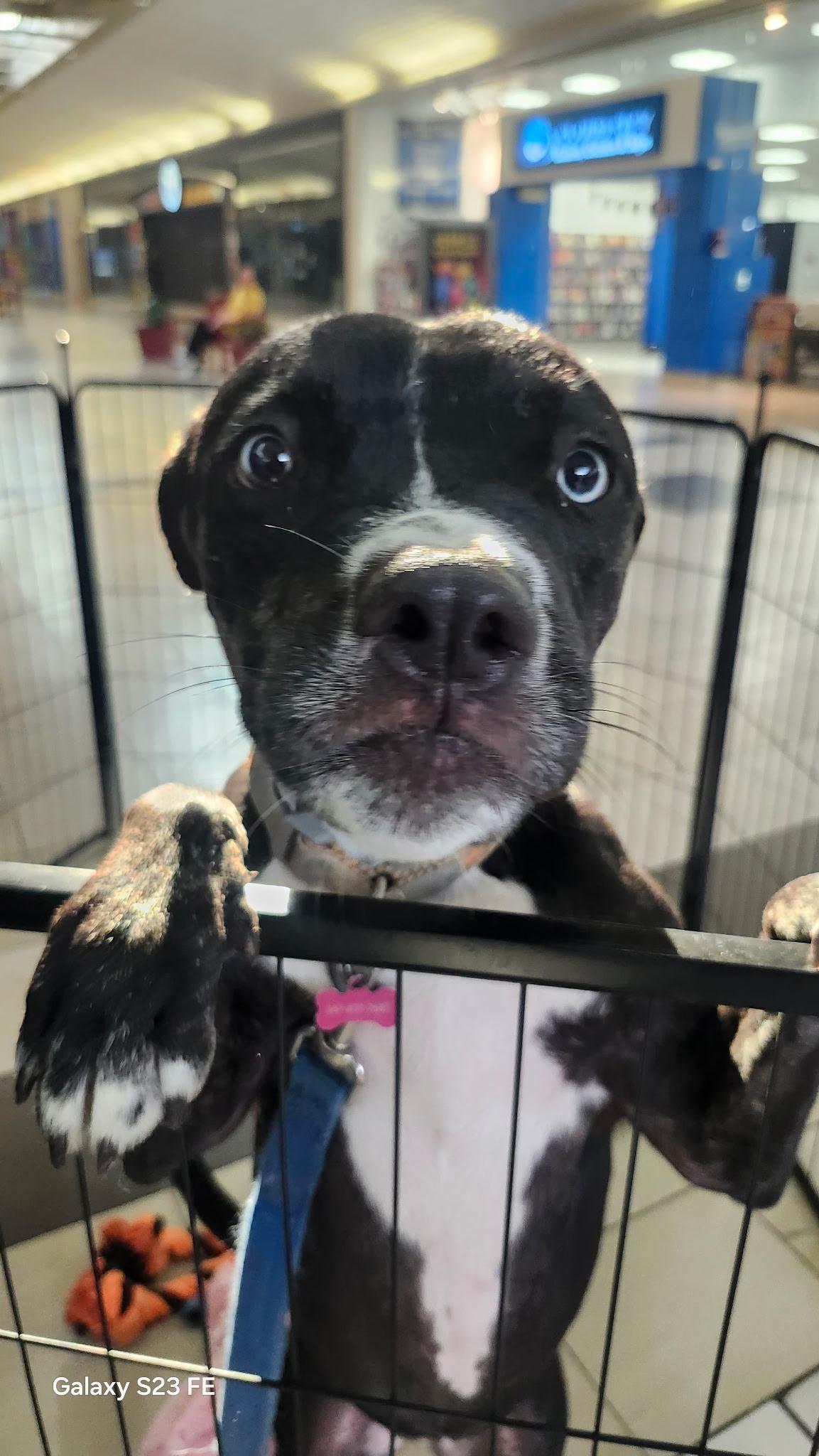Star, Adoptable, Young Female Pit Bull Terrier & Husky.