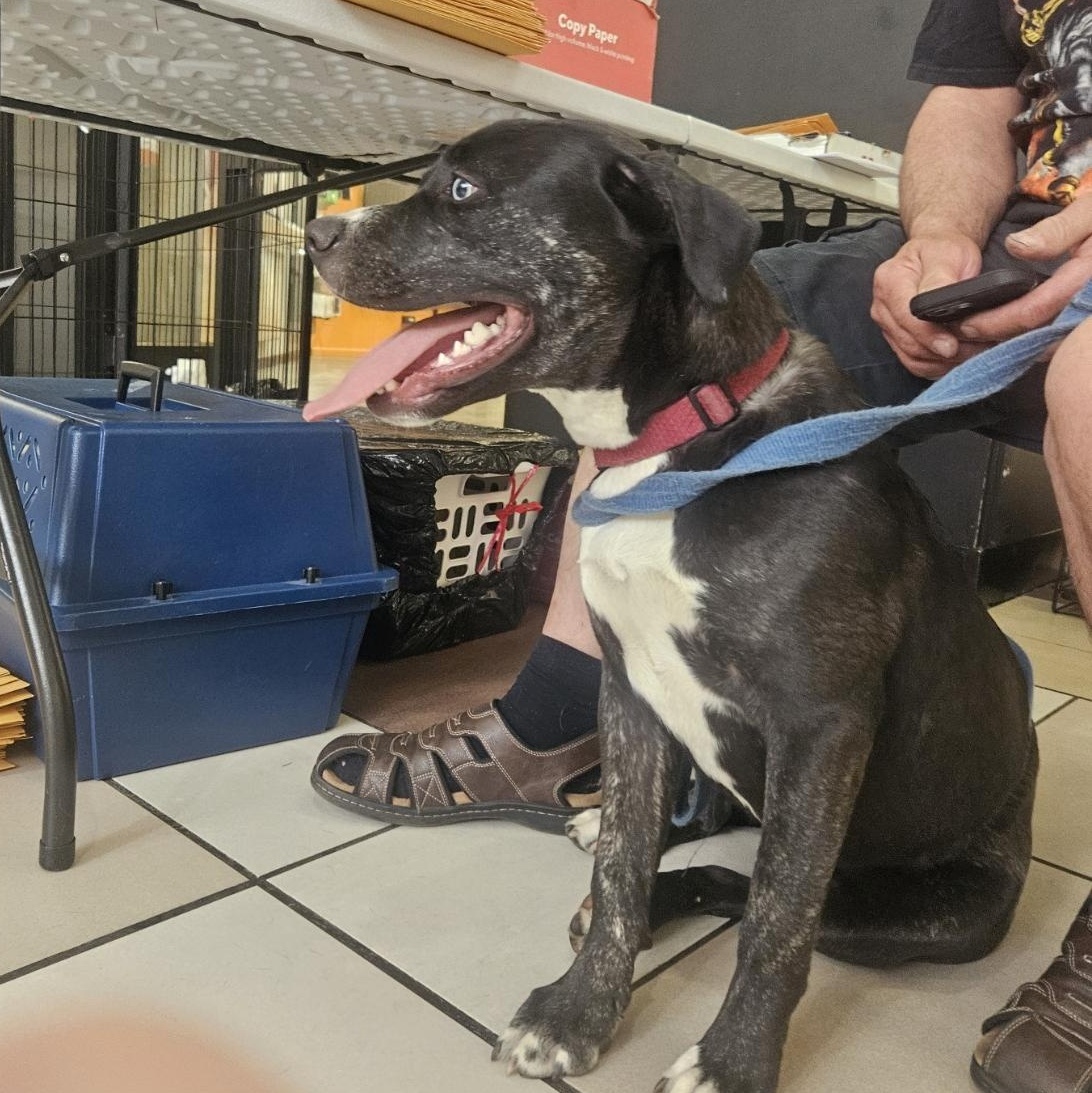 Enlarge Star, a Adoptable mixed breed in tannersville, PA image 4/5