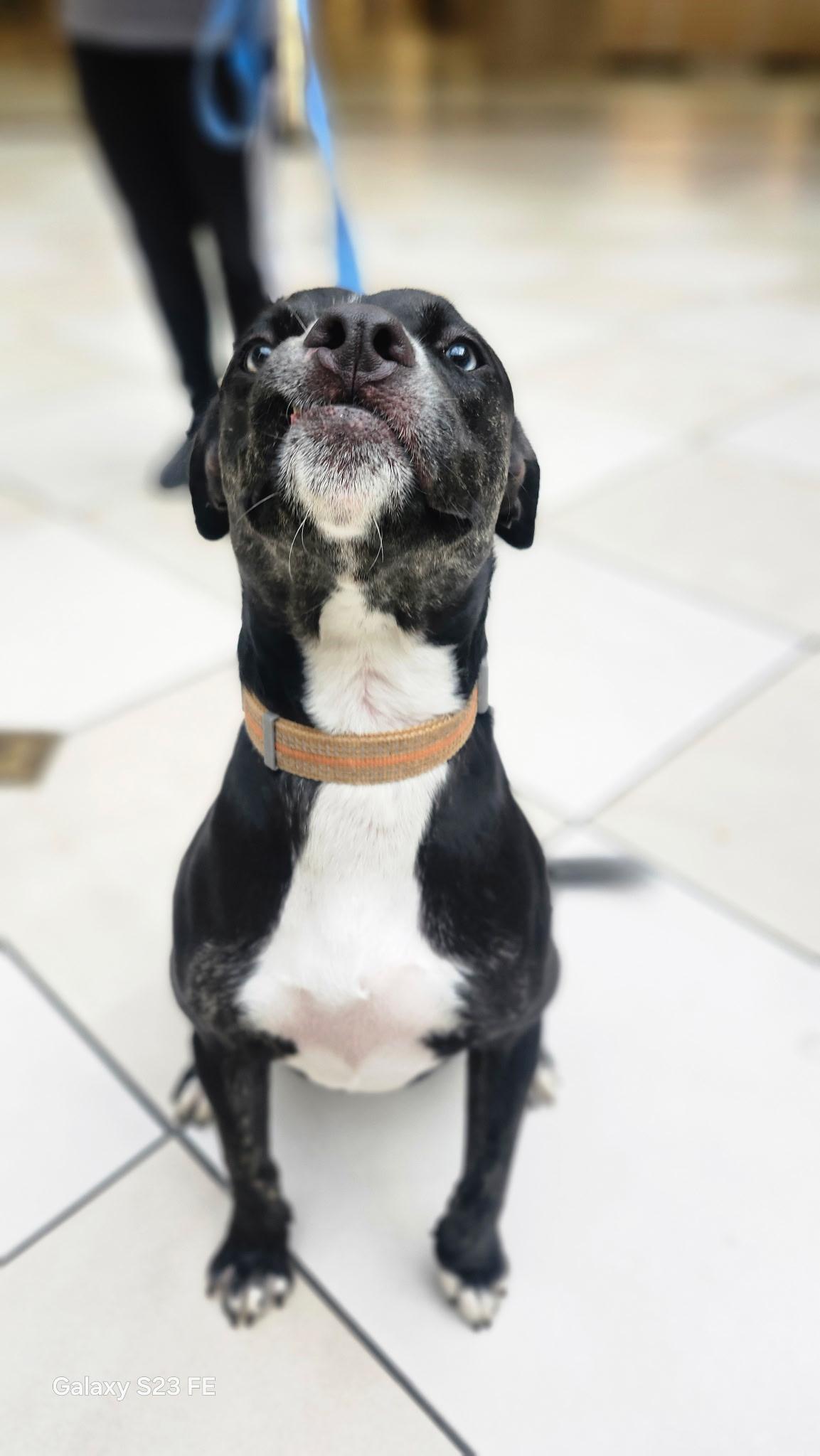 Enlarge Star, a Adoptable mixed breed in tannersville, PA image 2/5