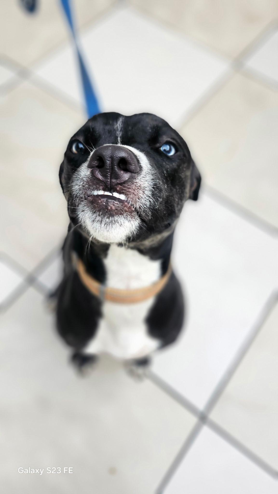 Enlarge Star, a Adoptable mixed breed in tannersville, PA image 5/5