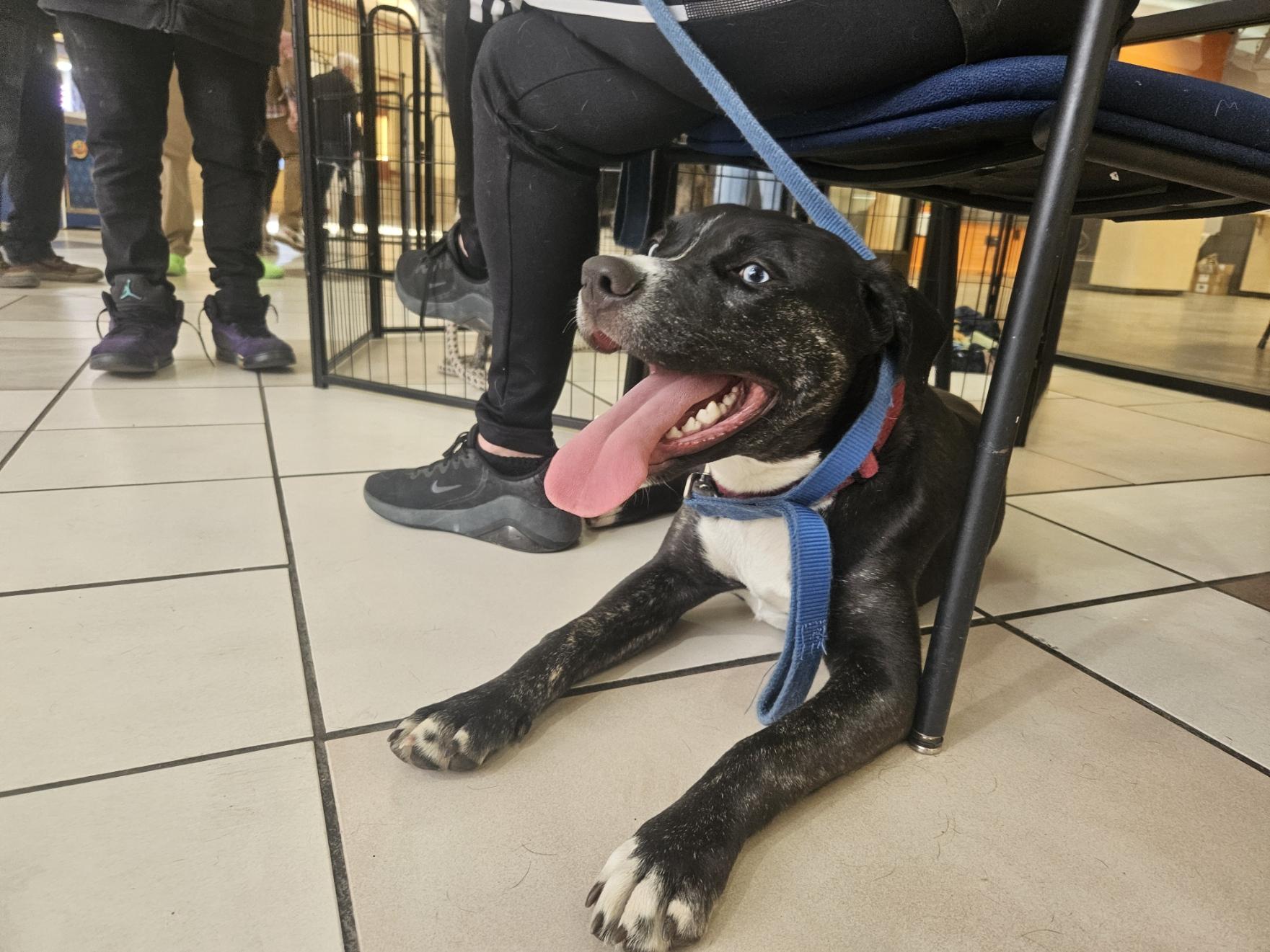 Enlarge Star, a Adoptable mixed breed in tannersville, PA image 3/5