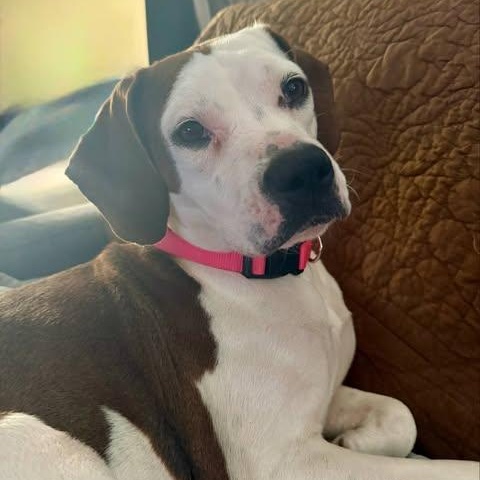 Georgia, Young Female Beagle
