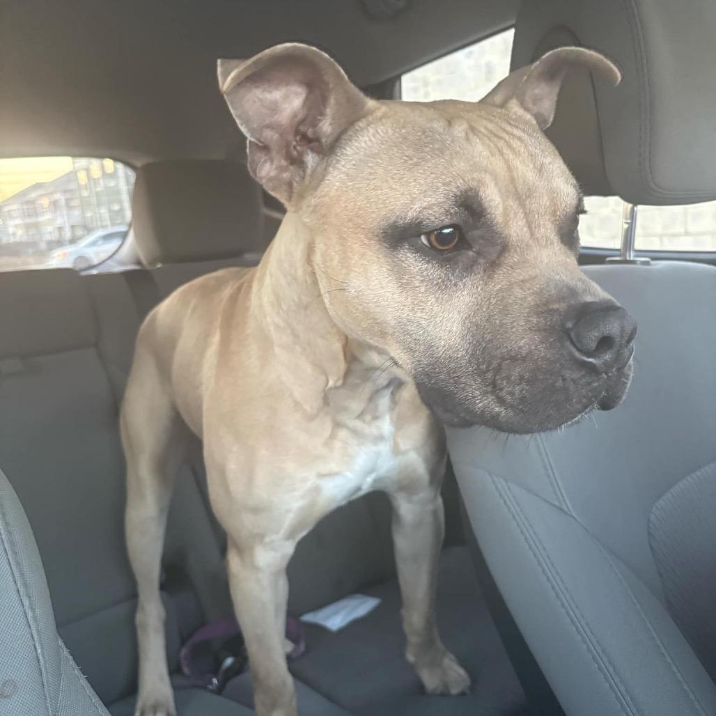 Batman, Adoptable, Adult Male Pit Bull Terrier & American Staffordshire Terrier.