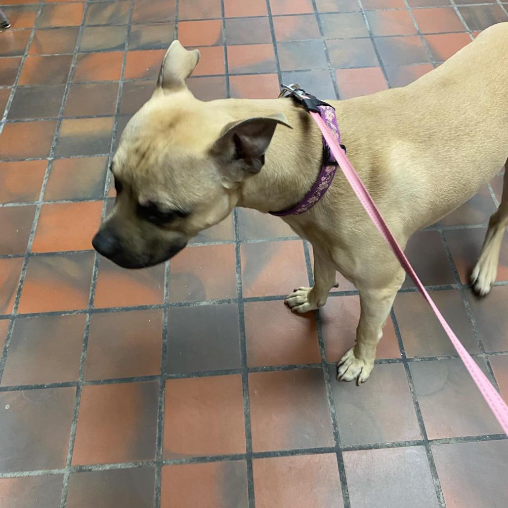 Batman, Adoptable, Adult Male Pit Bull Terrier & American Staffordshire Terrier.