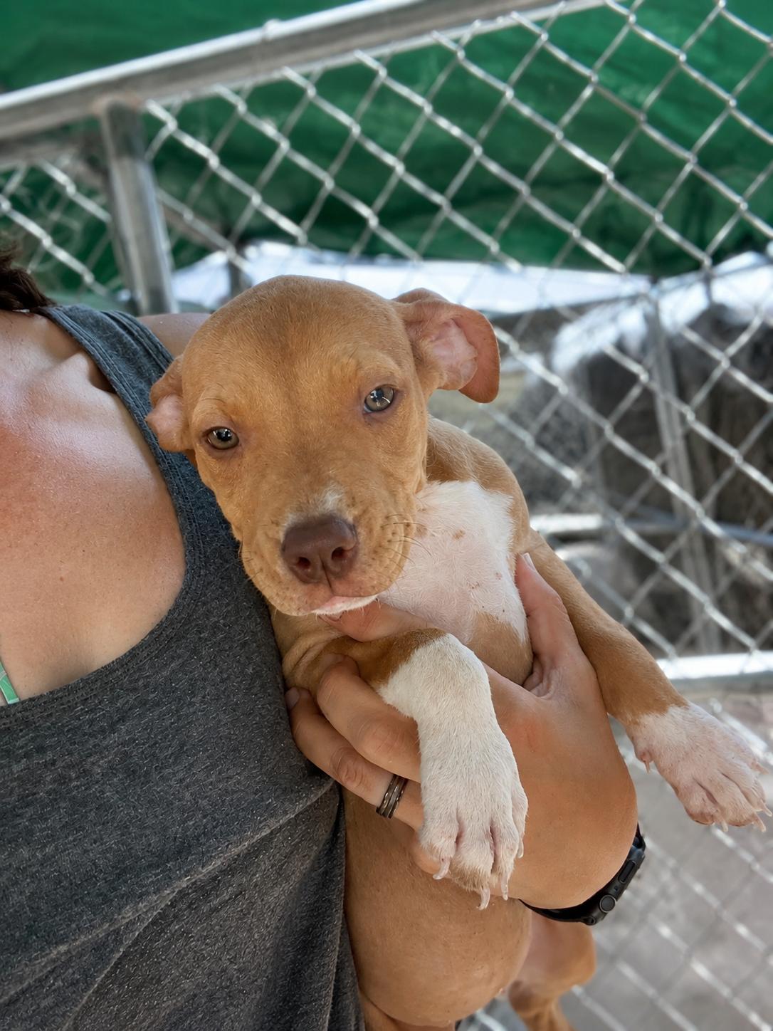 Enlarge Spot, a Adopted mixed breed in Mexia, TX image 1/1