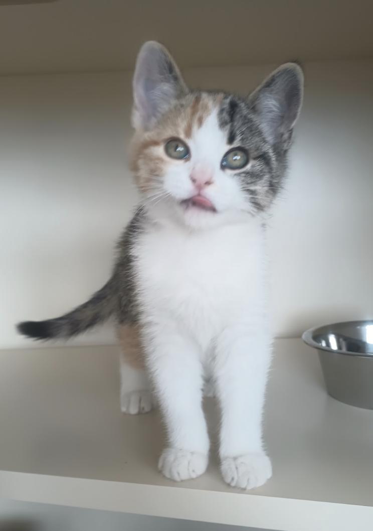 Tarot, Adopted, Young Female Domestic Short Hair.