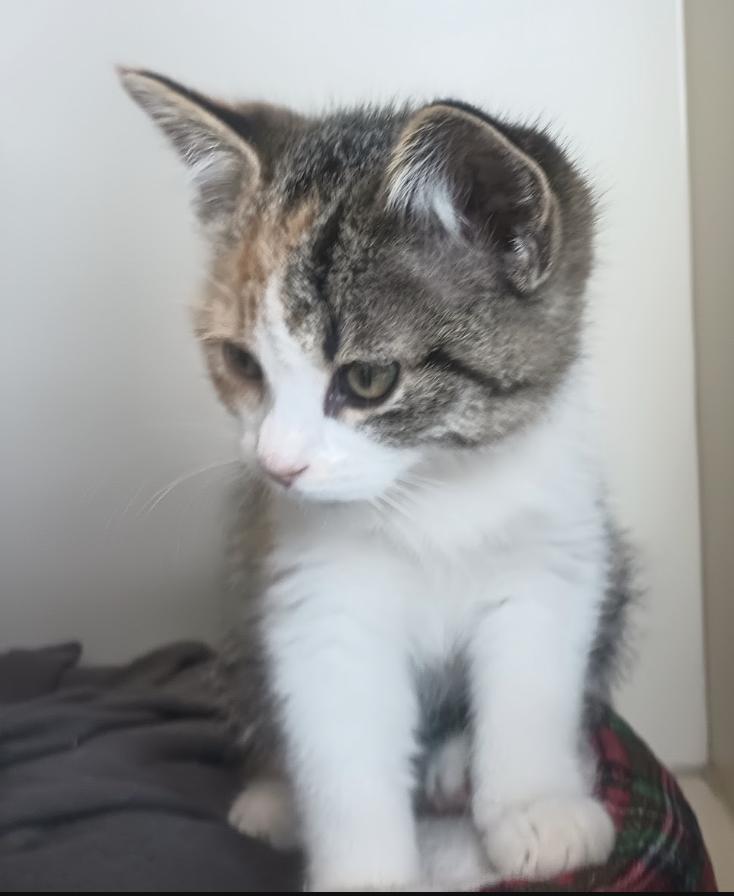 Enlarge Tarot, a Adopted Domestic Short Hair in Buena Vista, CO image 4/4