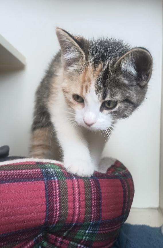 Enlarge Tarot, a Adopted Domestic Short Hair in Buena Vista, CO image 3/4
