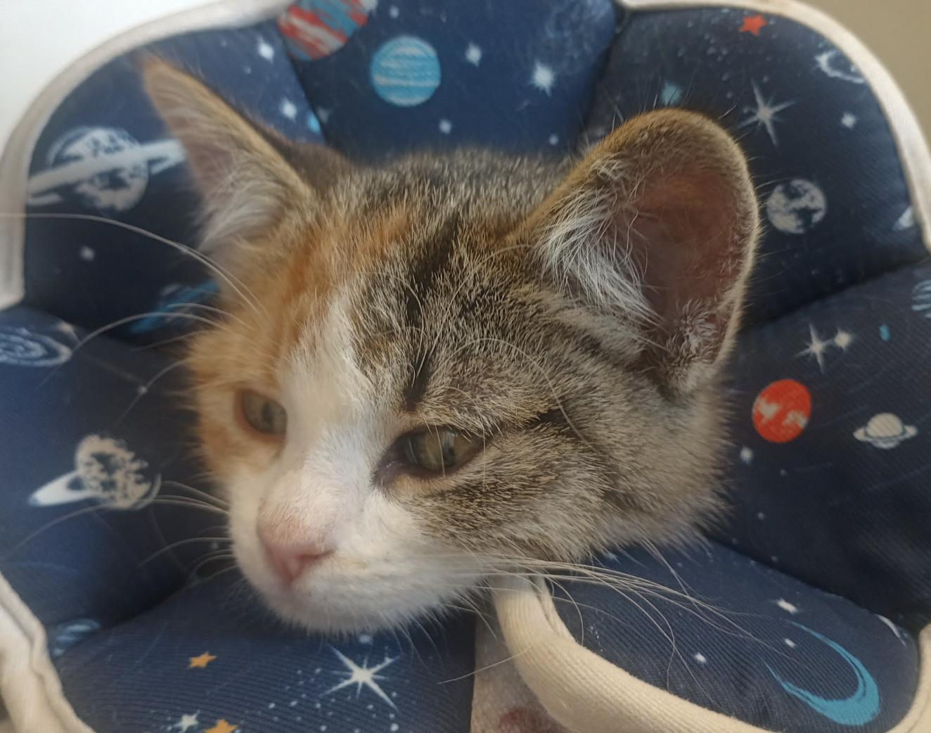 Enlarge Tarot, a Adopted Domestic Short Hair in Buena Vista, CO image 2/4