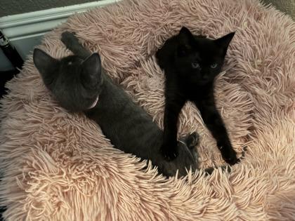 Enlarge Red Vines, a Adoptable Domestic Short Hair in Pleasanton, CA image 1/3