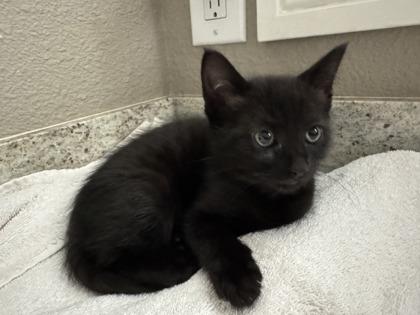 Enlarge Red Vines, a Adoptable Domestic Short Hair in Pleasanton, CA image 2/3