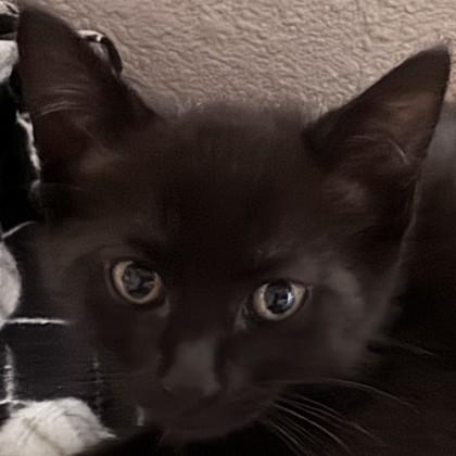 Enlarge Red Vines, a Adoptable Domestic Short Hair in Pleasanton, CA image 3/3