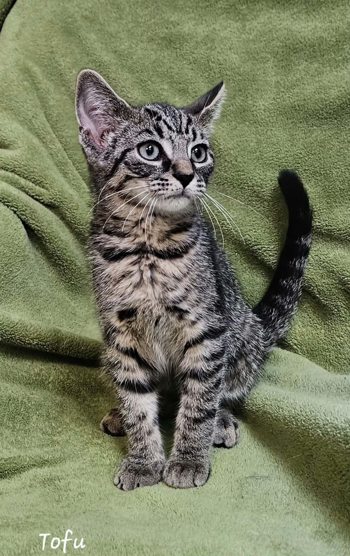 Enlarge Tofu, a Adoptable Domestic Short Hair in Wapakoneta, OH image 2/3