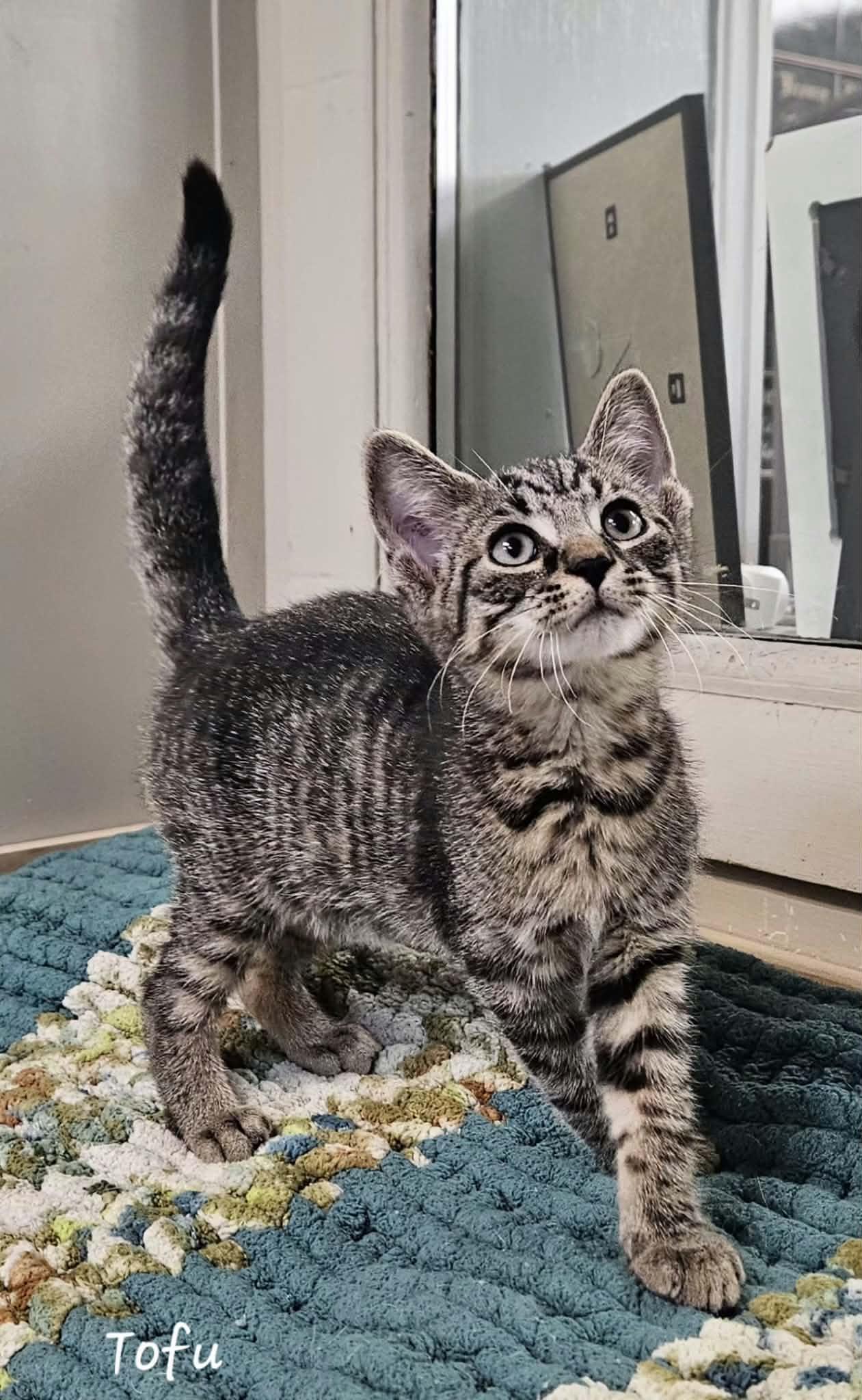 Enlarge Tofu, a Adoptable Domestic Short Hair in Wapakoneta, OH image 3/3