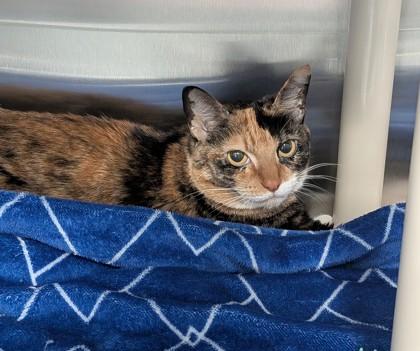 Enlarge Darla, a ADOPTABLE Domestic Short Hair in Missoula, MT image 1/1