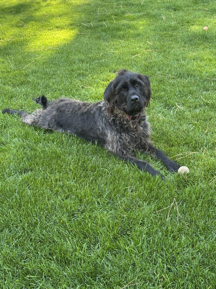 Mulbery, Adoptable, Adult Male Mastiff.