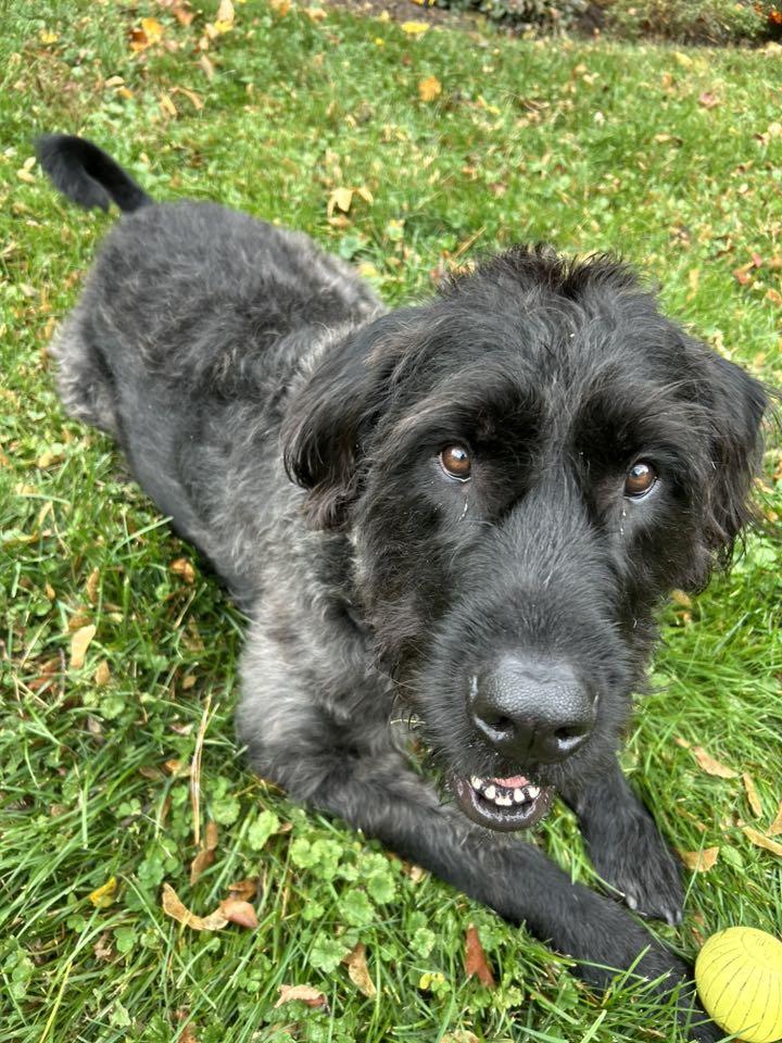 Enlarge Mulbery, a Adoptable mixed breed in Berlin, NJ image 2/2