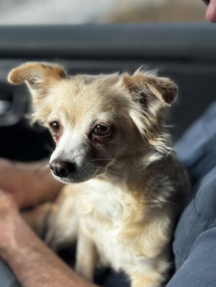 Mammas, ADOPTABLE, Adult Female Chihuahua.
