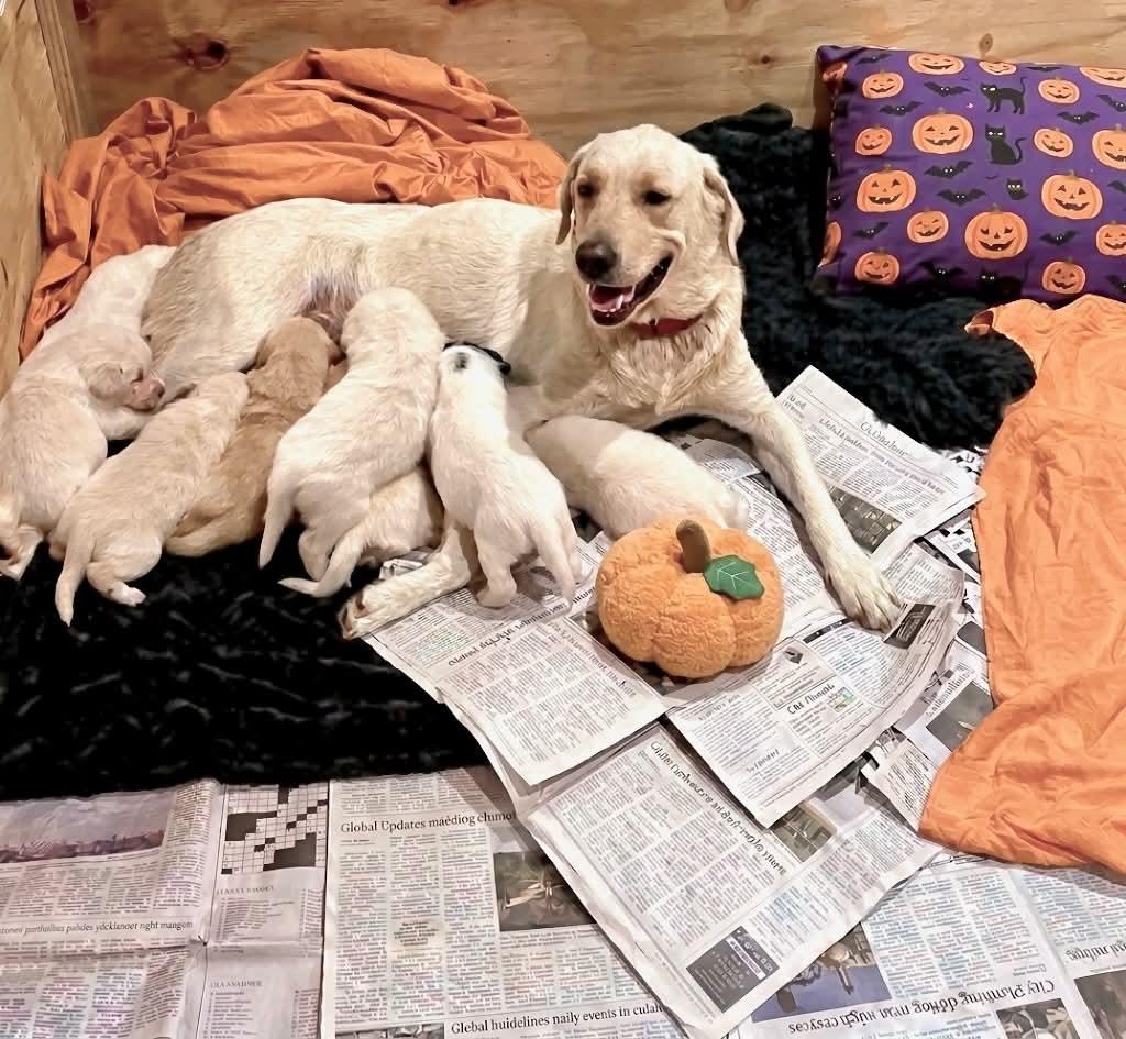 Enlarge GG and her 8 Babies, a Adoptable Labrador Retriever in Blairstown, NJ image 2/4